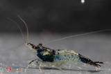 Carbon Rili Garnele